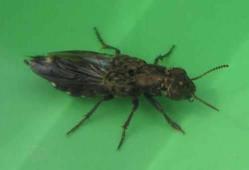 Ontholestes murinus
